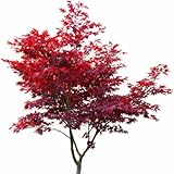 1 Roter Fächerahorn 100-120cm im Topf Ahorn Acer palmatum 'Atropurpureum