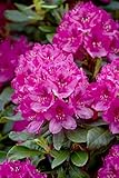 Rhododendron 'Nova Zembla' 40-50 cm - rote Blüten, Blütezeit Mai-Juni, ideal für Kübel und...