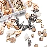 Anicy 100 Pcs Muscheln Deko - Deko Muscheln und Seesterne, Muscheln zum Basteln für Vase...