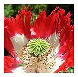 Papaver somniferum Danebrog - Schlafmohn Danebrog - dänische Flagge - 30 Samen