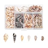 Caelura 100 Stück Muscheln, Muscheln zum Basteln, Natürliche Muscheln Deko mit Aufbewahrungsbox,...