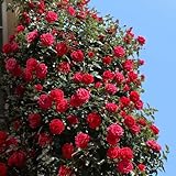 Kletterrose Red Flame in Rot - Kletter-Rose winterhart, stark duftend - Pflanze für Rankhilfe im 5...