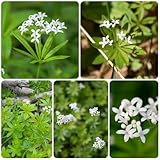 WaldmeisterSamen, küchenkräuter Galium odoratum, kräutergarten kräutersamen pflanzensamen...
