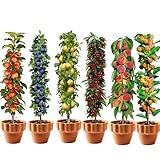 Säulenobstbäume, 6 Pflanzen als Säule Birnbaum, Kirschbaum, Pflaumenbaum, Apfelbaum,...