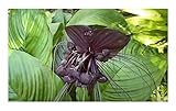 Stk - 5x Tacca chantrieri Fledermausblumen Garten Pflanzen - Samen A250 - Seeds & Plants Shop by...