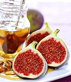 BALDUR Garten Frucht-Feige Rouge de Bordeaux groß,1 Pflanze, Ficus carica Feigenbaum winterhart...