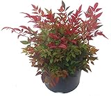 Nandina domestica 'Gulfstream'-Scheinbambus, Himmelsbambus - winterharter, wintergrüner, Zwerg-...