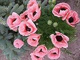 Papaver orientale 'Königin Alexandra', Mohn 'Queen Alexandra' Riesenmohn (Poppy Queen Alexandra),
