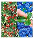 BALDUR Garten Beeren-Kollektion, 4 Pflanzen, 3X Klettererdbeere und 1x Heidelbeere Reka, essbare...