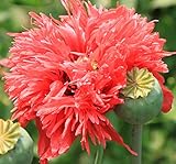 Schlafmohn - Papaver somniferum - 500 Samen !