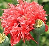 Schlafmohn - Papaver somniferum - 500 Samen !