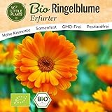 Little Plants BIO Ringelblume Samen 120 Ringelblumesamen Erfurter Calendula Blumensamen Samenfest...