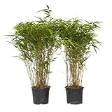 Plant in a Box - Fargesia nitida 'Gansu' - 2er-Set - dunkelvioletter Bambus - Topf 17cm - Höhe...