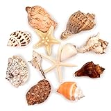 SKOOLOVE 12 Stück Muscheln groß, gemischte Strand Muscheln Seestern Muschel für Strand Party,...
