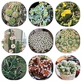 seltene kakteensamen, kübelpflanzen, winterharte stauden für pralle sonne balkon, garten deko,...