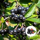 100 pcs aronia pflanze samen - Aronia melanocarpa - bio saatgut, plants exotische pflanzen samen,...