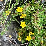 steinbrech samen - kräutersamen, winterharte pflanzen für garten steinbrech pflanze samen,...