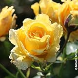 Kletterrose 'Sommergold ®' ist eine leuchtend goldgelbe und duftende Rose aus Züchtungen des...