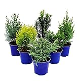 Exotenherz Zwerg-Koniferen-Set mit 6 Pflanzen - kleine Nadelgehölze für Beet und Balkon - im...