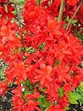 leuchtend rot blühende Garten Azalee Rhododendron luteum Fireball 30-40 cm hoch im 5 Liter...