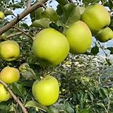 50 pcs apfel samen zum pflanzen, säulenobst, geschenke säulenapfelbaum - Malus pumila - geschenke...