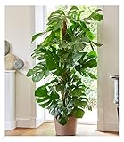 BALDUR-Garten Monstera - Fensterblatt ca. 60-70 cm hoch, 1 Pflanze, Luftreinigende Zimmerpflanze...