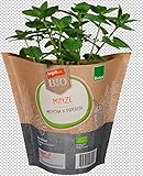 tegut… Bio Minze im Topf, Stück