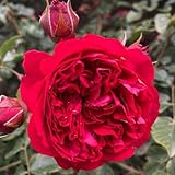 Kletterrose 'Crazy in Love'®, rot, Topf 5 Liter