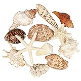12 STÜCKE Große Muscheln gemischte Strandmuscheln und Seesterne,Natürliche Bunte Muscheln...