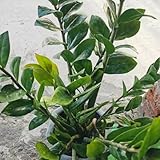 50 pcs glücksfeder kaufen samen - Zamioculcas zamiifolia - outdoor pflanzen, exotische pflanzen...