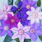 Gardeners Dream 3er Clematis Kletterpflanze Mix - Clematis Winterhart Mehrjährig im Topf - Große...