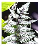 BALDUR Garten Winterharter Schmuck-Farn 'Silver Falls®', 1 Pflanze, Athyrium nipponicum,...