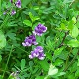 luzernesamen - alfalfa balkongewächshäuser garten deko 850pcs