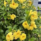 OleanderSamen, gartenblumen Nerium oleander kübelpflanzen steingartenpflanzen winterhart garten...