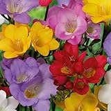 Bloomique - 50er-Mix - Freesien-Mix - Farbmischung - Blumenzwiebeln - mehrjährig - Sommerblüher -...