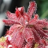 Sonnentau, Drosera peltata, grünpflanzen balkonpflanzen büropflanzen deko wohnzimmer stauden...