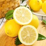 20 Stücke Zitronenbaum Samen - Lemon Tree - Gartendeko Für Draußen, Limettenbaum Zitronen Bäume...