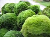 5 Giant Living Marimo Moos Kugeln (~ 5,1 cm) + 1 Nano Marimo gratis.