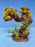 Garnelenbäumchen 15 Mooskugeln ca.15 cm mit Farn und Anubias bepflanzt (Mopani) Tropica Aquarium...