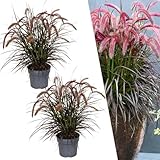 Plants by Frank | Lampenputzergras rot XL Pflanzen | 2 x Pennisetum Tiny Tails Ø 19 cm ↨ 50 cm |...
