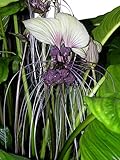 30 Samen Weiße Fledermausblume'White-Bat-Flower' - Tacca integrifolia Teufelsblume