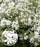 BALDUR Garten Immergrüne Duftblüten-Hecke 'Osmanthus',1 Pflanze, immergrüne Heckenpflanze,...