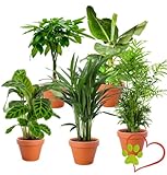 5er-Pflanzenset “Tierfreund-Kitty”, Bergpalme, Glückskastanie, Bananenpflanze, Korbmarante,...