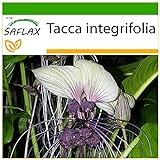 SAFLAX - Weiße Fledermausblume - 10 Samen - Mit keimfreiem Anzuchtsubstrat - Tacca integrifolia