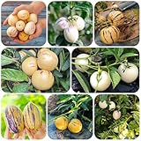 birnenmelone - samen balkonpflanzen garden pflanztopf birnenmelone - seltene pflanzen serie -...