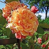 Kletter-Rose Aloha in Rot & Apricot-Rosa Nuancen - Duft Kletterrose Pflanze als Rankhilfe im 5 Liter...