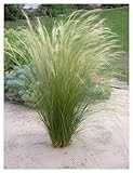 3 x Stipa tenuissima 'Pony Tails' 1 Liter Topf (Ziergras/Gräser/Stauden/winterhart)...