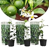 Plant in a Box - Citrus aurantifolia Limette - Zitronenbaum - 3er Set - Topf 9cm - Höhe 25-40cm -...