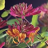 Lonicera heckrottii 'Goldflame' 60-80 cm – Duftende Kletterpflanze für Garten und Balkon,...