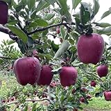 apfel, obstbaum apfelbaum winterharte kübelpflanzen obstsamen, winterfeste balkon baumsamen...